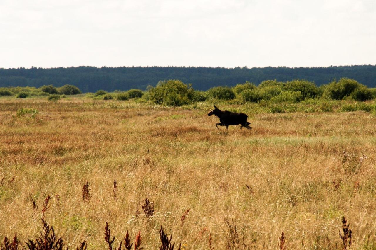 Biebrza24 - Agroturystyka Sztabin Kültér fotó