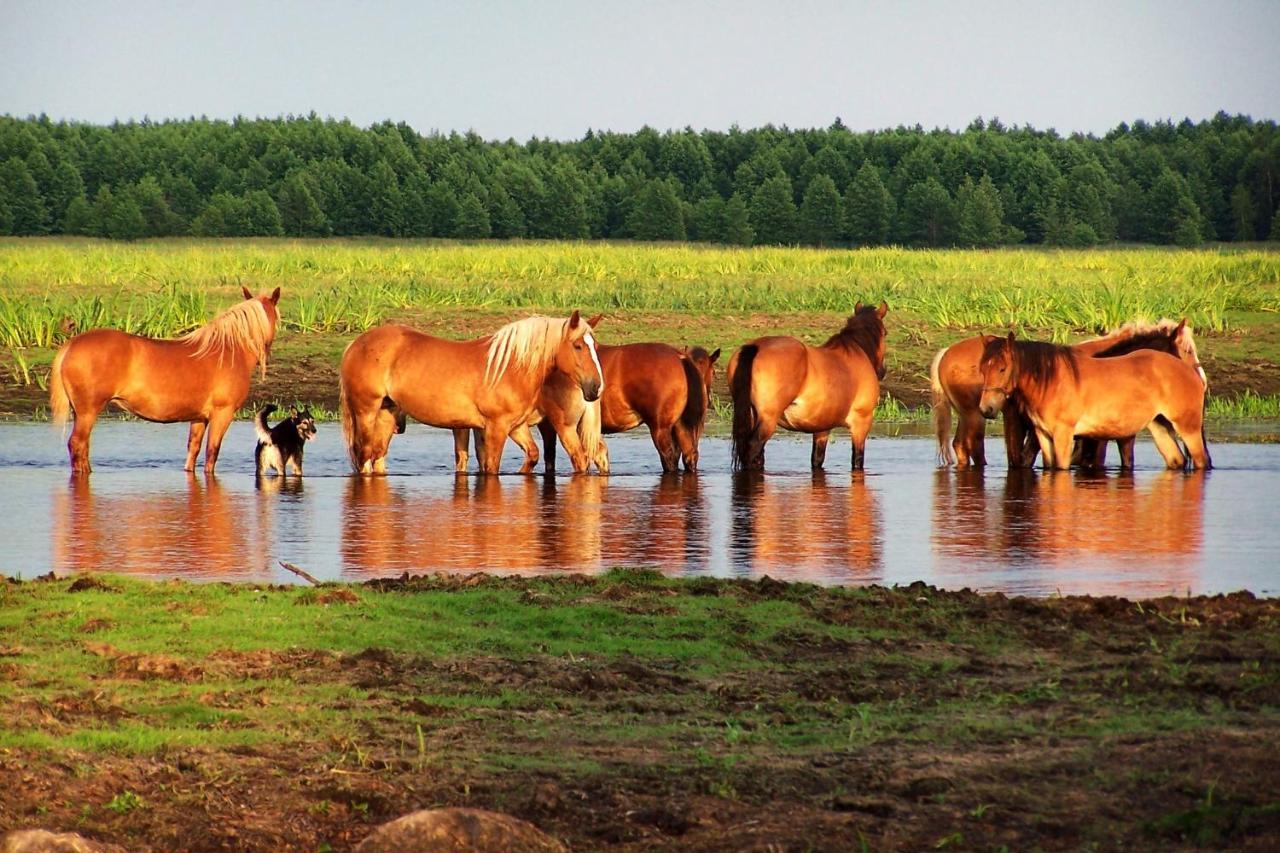 Biebrza24 - Agroturystyka Sztabin Kültér fotó